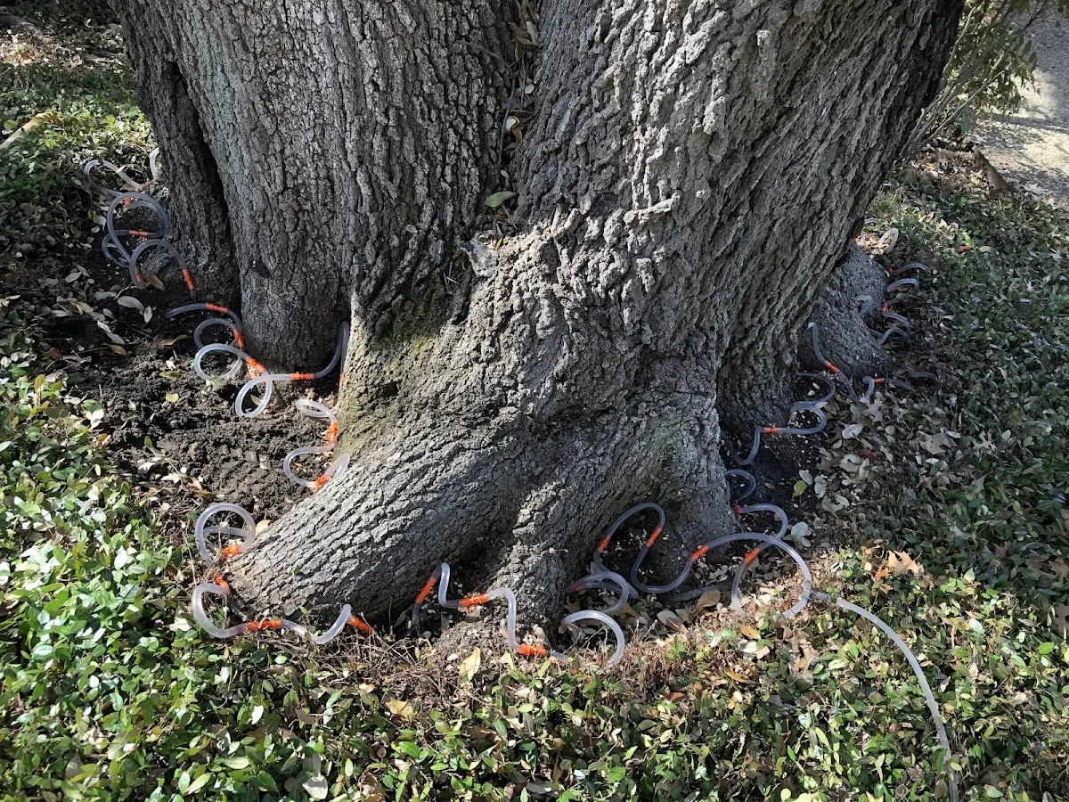 Detailed Tree Cabling and Bracing job site in Henrieville