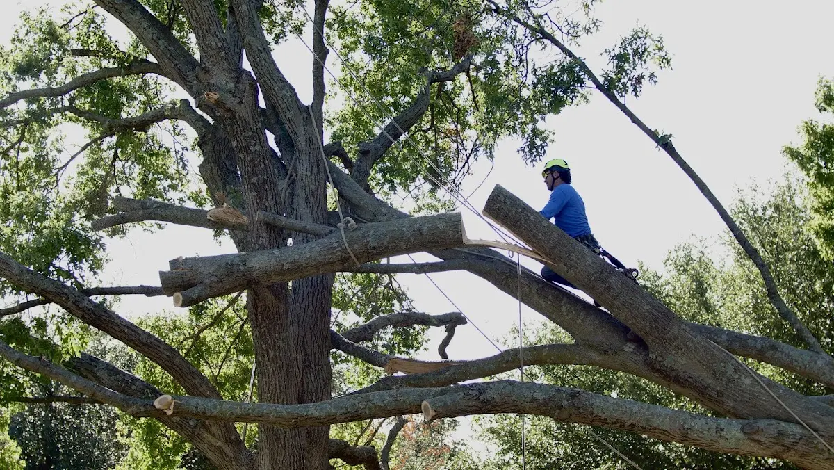 Professional Crown Thinning performed by certified arborists in Henrieville