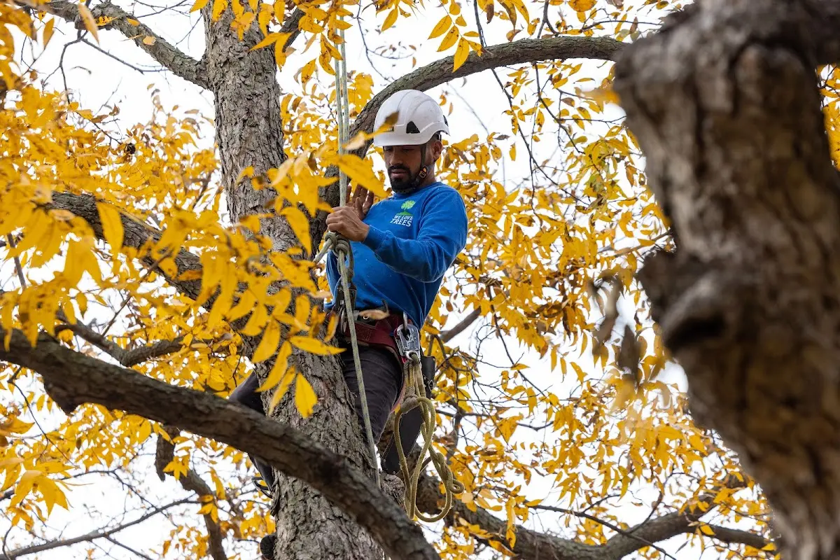 Skilled Tree Trimming crew working in Henrieville